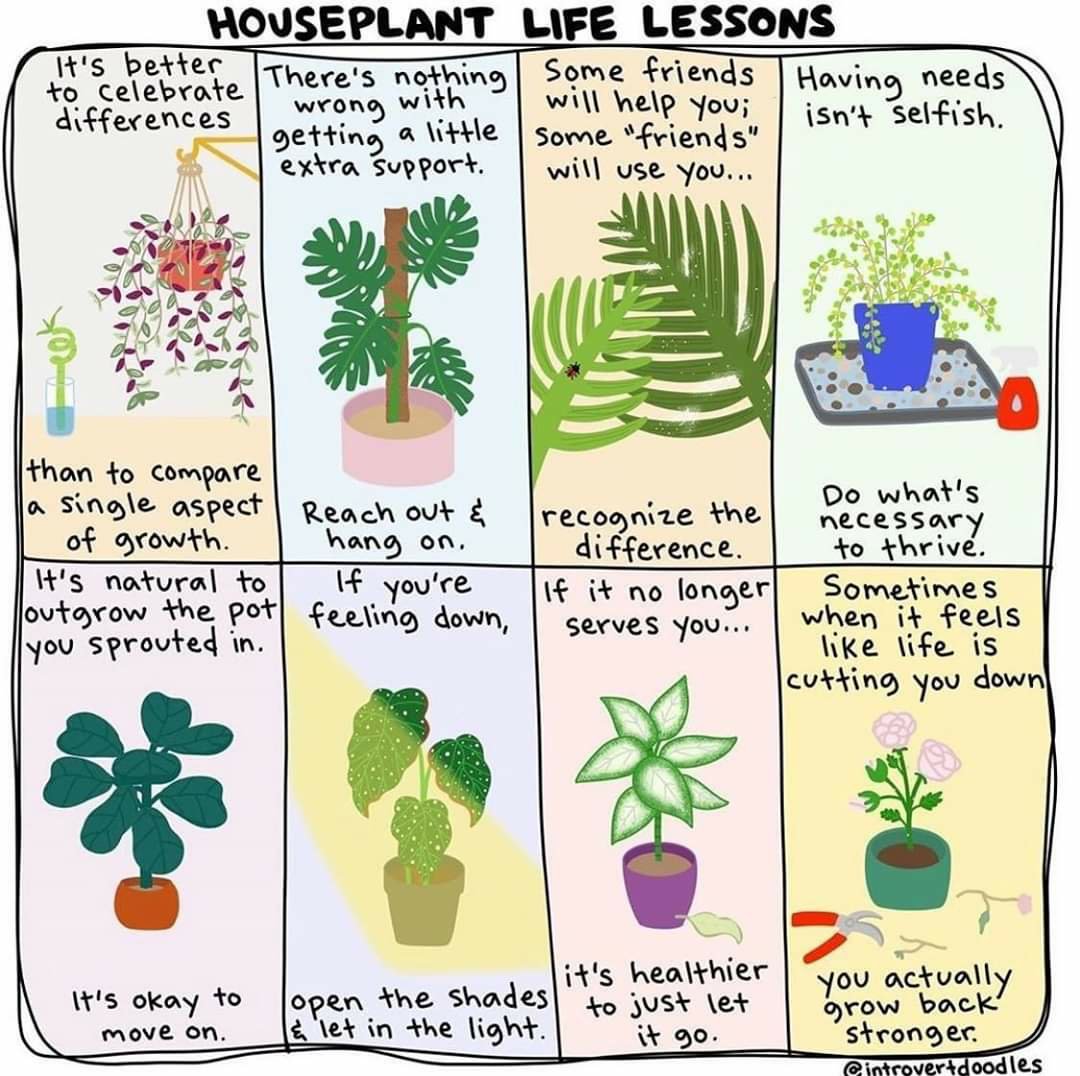Houseplant Life Lessons. Richard Bamford Therapy